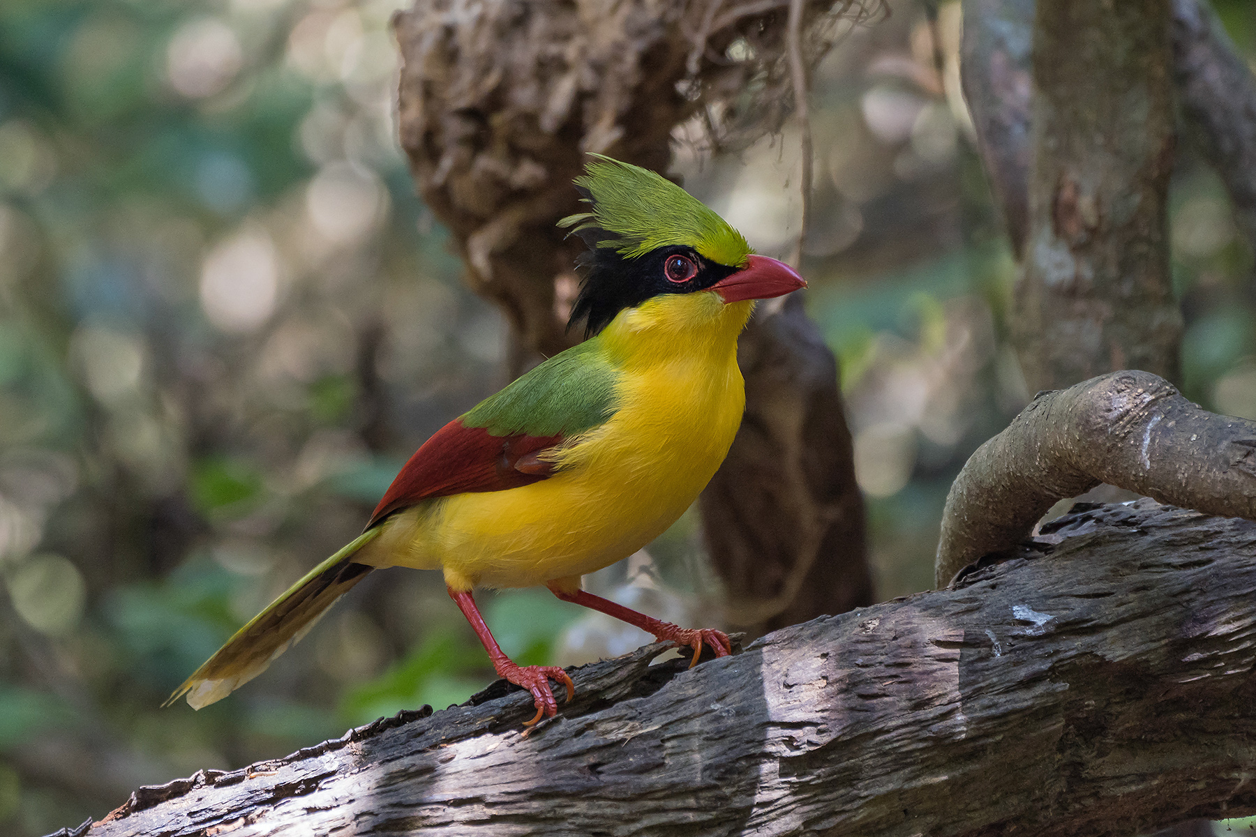 Vietnam South to Central Highlands Birding Tour 16 Days